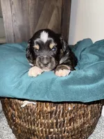 Rocky, a male Australian Shepherd and Miniature Australian Shepherd for sale in Parnell, MO – 2 of 3