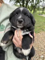 Chase, a male Australian Shepherd and Miniature Australian Shepherd for sale in Parnell, MO – 2 of 2