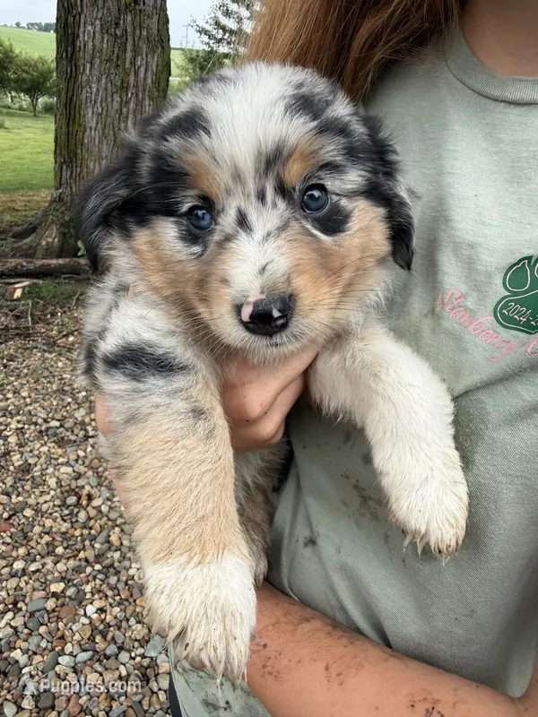 Sky – Australian Shepherd, Miniature Australian Shepherd puppy for sale in Parnell, MO