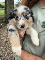 Sky, a female Australian Shepherd and Miniature Australian Shepherd for sale in Parnell, MO – 1 of 3