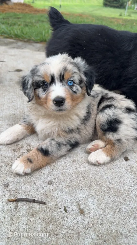 Everest – Australian Shepherd, Miniature Australian Shepherd puppy for sale in Parnell, MO