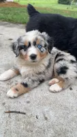 Everest, a female Australian Shepherd and Miniature Australian Shepherd for sale in Parnell, MO – 1 of 3