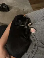 Rocky, a male Australian Shepherd and Miniature Australian Shepherd for sale in Parnell, MO – 3 of 3