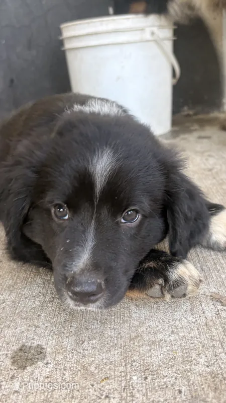 Chase – Australian Shepherd, Miniature Australian Shepherd puppy for sale in Parnell, MO