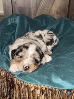 Sky, a female Australian Shepherd and Miniature Australian Shepherd for sale in Parnell, MO – 3 of 3
