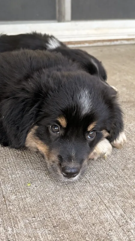 Rocky – Australian Shepherd, Miniature Australian Shepherd puppy for sale in Parnell, MO