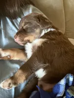 Rubble, a male Australian Shepherd and Miniature Australian Shepherd for sale in Parnell, MO – 2 of 3