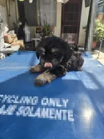 Black & tan boy, a male Cavapoo and Morkie for sale in Lawndale, CA – 10 of 10