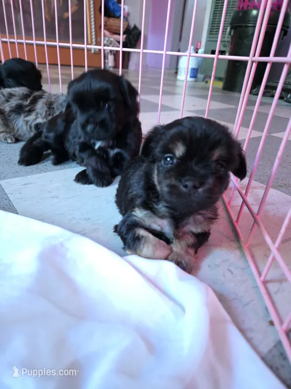 BLACK BROWN TAN BOY – Poodle - Toy , Morkie puppy for sale in Lawndale, CA