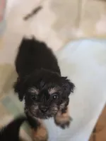 Black & tan boy, a male Cavapoo and Morkie for sale in Lawndale, CA – 8 of 10