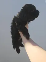FULL BLACK - BOY, a male Poodle - Toy  and Morkie for sale in Lawndale, CA – 9 of 10