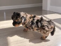 Merle morkiepoo Boy, a male Morkie for sale in Lawndale, CA – 4 of 10