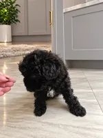 BLACK /WHITE GIRL, a female Poodle - Toy  and Morkie for sale in Lawndale, CA – 3 of 9