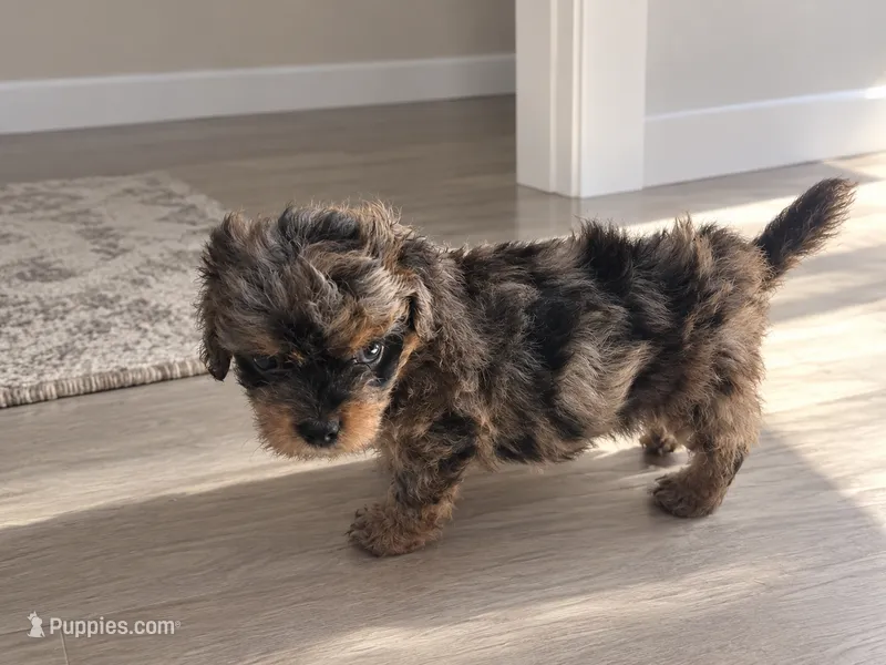 Merle morkie Boy – Morkie puppy for sale in Lawndale, CA