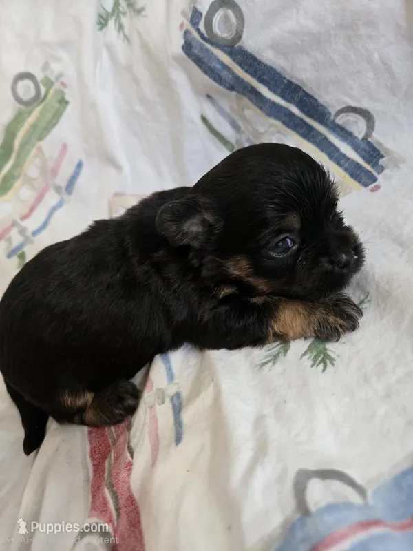 BLACK BROWN TAN BOY – Poodle - Toy , Morkie puppy for sale in Lawndale, CA