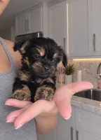 BLACK TAN BOY, a male Poodle - Toy  and Morkie for sale in Lawndale, CA – 4 of 9