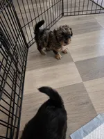 Merle morkiepoo Boy, a male Morkie for sale in Lawndale, CA – 6 of 10