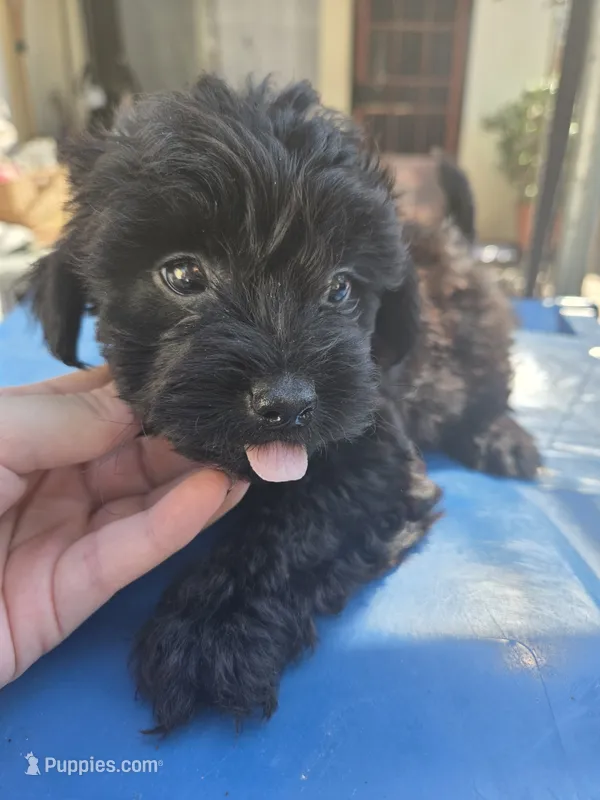 FULL BLACK - BOY – Poodle - Toy , Morkie puppy for sale in Lawndale, CA