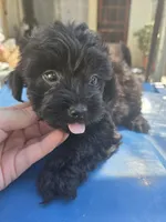 FULL BLACK - BOY, a male Poodle - Toy  and Morkie for sale in Lawndale, CA – 1 of 10