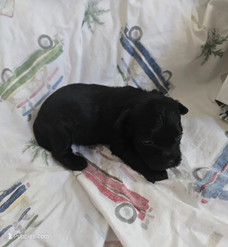 FULL BLACK - BOY – Poodle - Toy , Morkie puppy for sale in Lawndale, CA