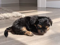BLACK TAN BOY, a male Poodle - Toy  and Morkie for sale in Lawndale, CA – 6 of 9