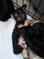 Black & tan boy, a male Cavapoo and Morkie for sale in Lawndale, CA – 5 of 10
