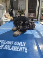 Black & tan boy, a male Cavapoo and Morkie for sale in Lawndale, CA – 3 of 10