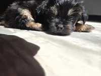 BLACK TAN BOY, a male Poodle - Toy  and Morkie for sale in Lawndale, CA – 3 of 9