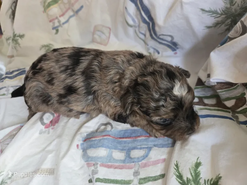 Merle morkie Boy – Morkie puppy for sale in Lawndale, CA