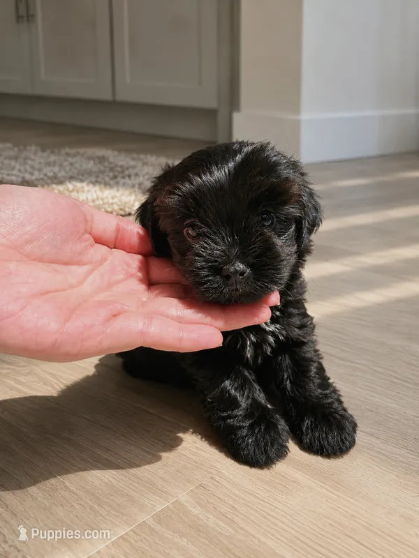 FULL BLACK - GIRL – Poodle - Toy , Morkie puppy for sale in Lawndale, CA