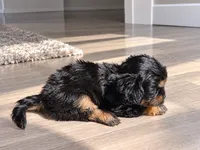 BLACK TAN BOY, a male Poodle - Toy  and Morkie for sale in Lawndale, CA – 2 of 9