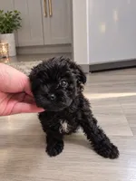 BLACK /WHITE GIRL, a female Poodle - Toy  and Morkie for sale in Lawndale, CA – 4 of 9