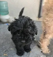 BLACK BROWN TAN BOY, a male Poodle - Toy  and Morkie for sale in Lawndale, CA – 6 of 10