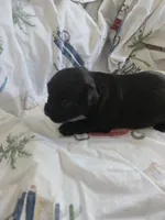 FULL BLACK - GIRL, a female Poodle - Toy  and Morkie for sale in Lawndale, CA – 3 of 5