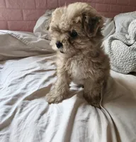 FULL BLACK - BOY, a male Poodle - Toy  and Morkie for sale in Lawndale, CA – 5 of 8