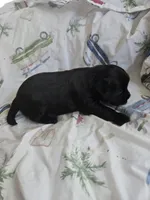 FULL BLACK - GIRL, a female Poodle - Toy  and Morkie for sale in Lawndale, CA – 2 of 5