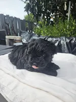 Female morkie poo, a female Poodle - Toy  and Morkie for sale in Lawndale, CA – Photo 9 of 9