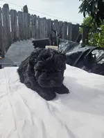 Female morkie poo, a female Poodle - Toy  and Morkie for sale in Lawndale, CA – Photo 7 of 9