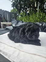 Female morkie poo, a female Poodle - Toy  and Morkie for sale in Lawndale, CA – Photo 6 of 9