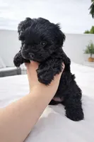 Female morkie poo, a female Poodle - Toy  and Morkie for sale in Lawndale, CA – Photo 1 of 9