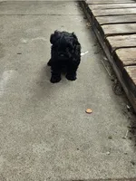 Female morkie poo, a female Poodle - Toy  and Morkie for sale in Lawndale, CA – Photo 3 of 9