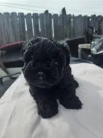 Female morkie poo, a female Poodle - Toy  and Morkie for sale in Lawndale, CA – Photo 8 of 9