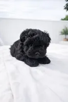 Female morkie poo, a female Poodle - Toy  and Morkie for sale in Lawndale, CA – Photo 5 of 9