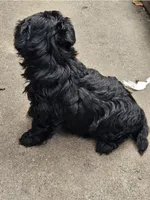 Female morkie poo, a female Poodle - Toy  and Morkie for sale in Lawndale, CA – Photo 4 of 9