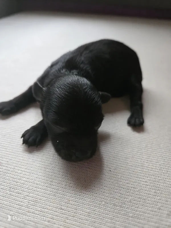 FULL BLACK - BOY – Poodle - Toy , Morkie puppy for sale in Lawndale, CA