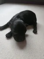 FULL BLACK - BOY, a male Poodle - Toy  and Morkie for sale in Lawndale, CA – 1 of 8