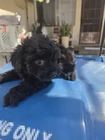 Boy Black cavapoo, a male Cavapoo and Morkie for sale in Lawndale, CA – 8 of 9