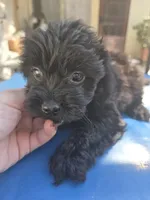 Boy Black cavapoo, a male Cavapoo and Morkie for sale in Lawndale, CA – 6 of 9