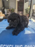 FULL BLACK - BOY, a male Poodle - Toy  and Morkie for sale in Lawndale, CA – 10 of 10
