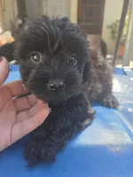 Boy Black cavapoo, a male Cavapoo and Morkie for sale in Lawndale, CA – 5 of 9